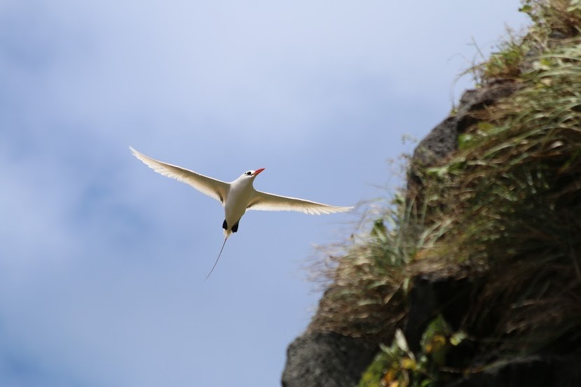 Red-tailed Tropicbird - ML221079801