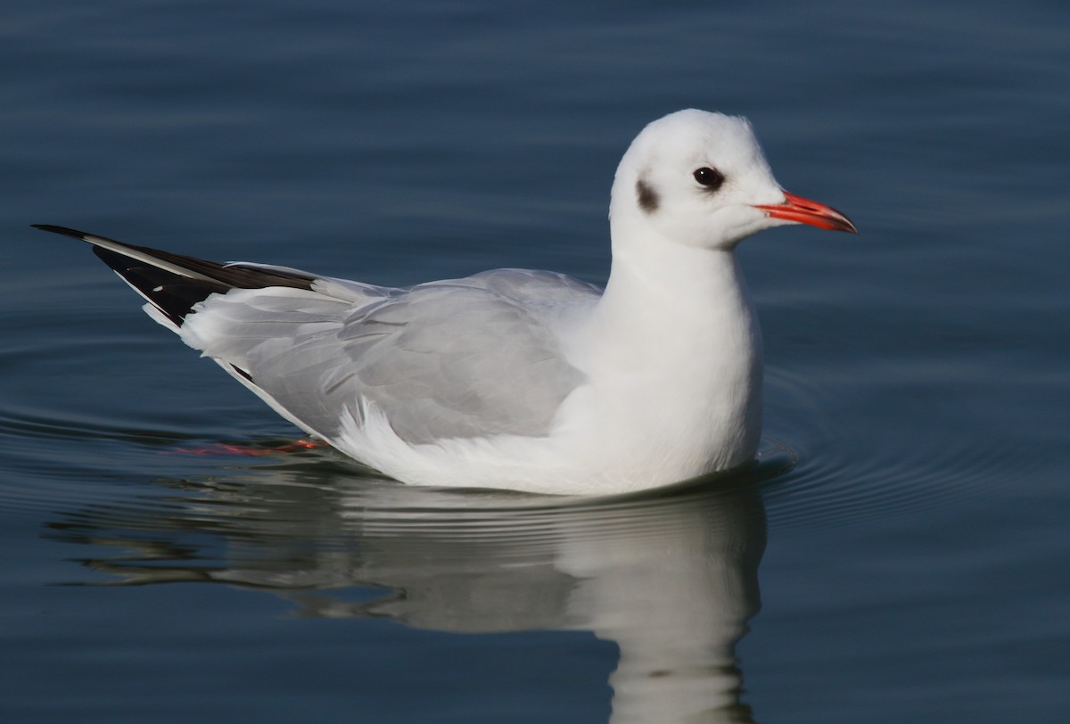 Mouette rieuse - ML22108401