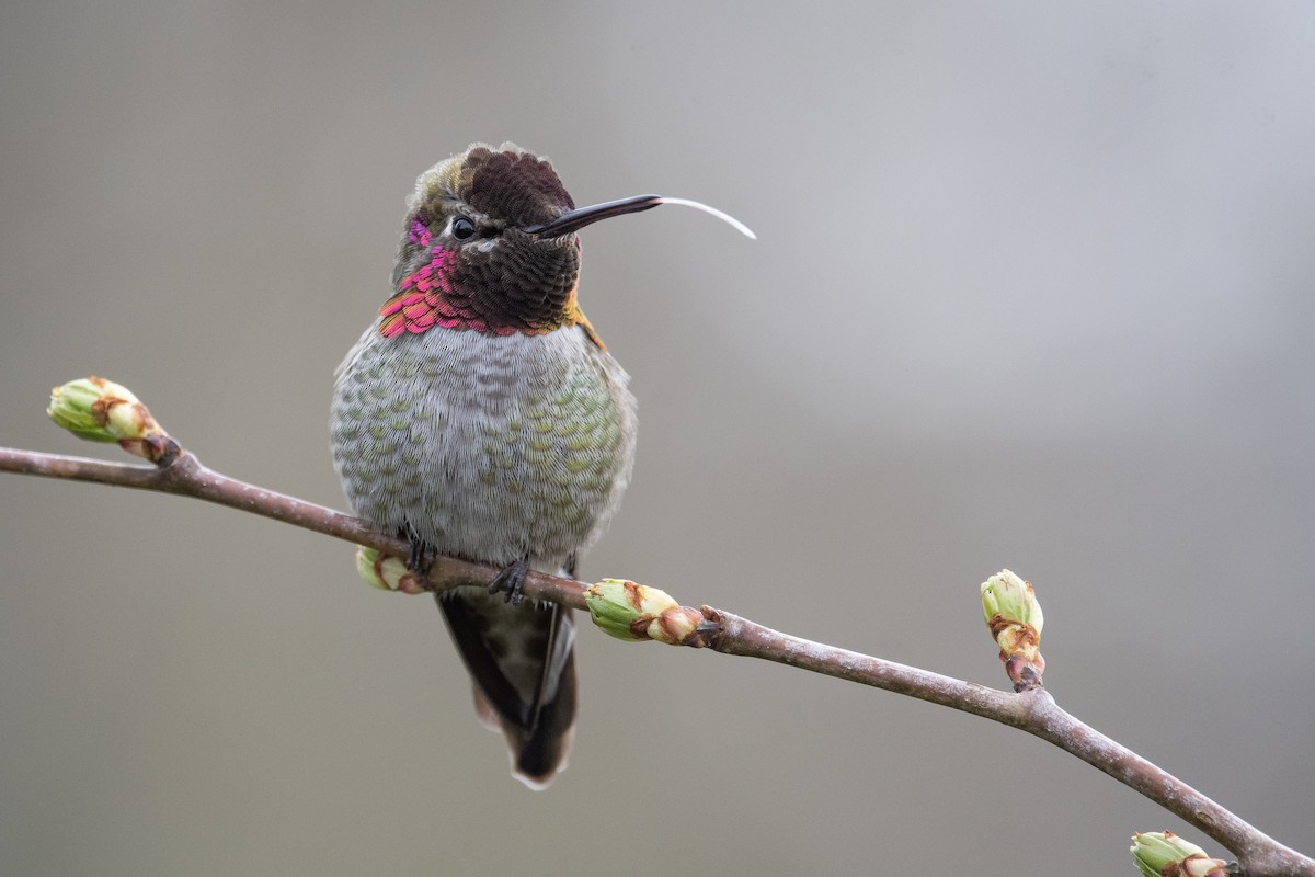 Anna's Hummingbird - ML221084351