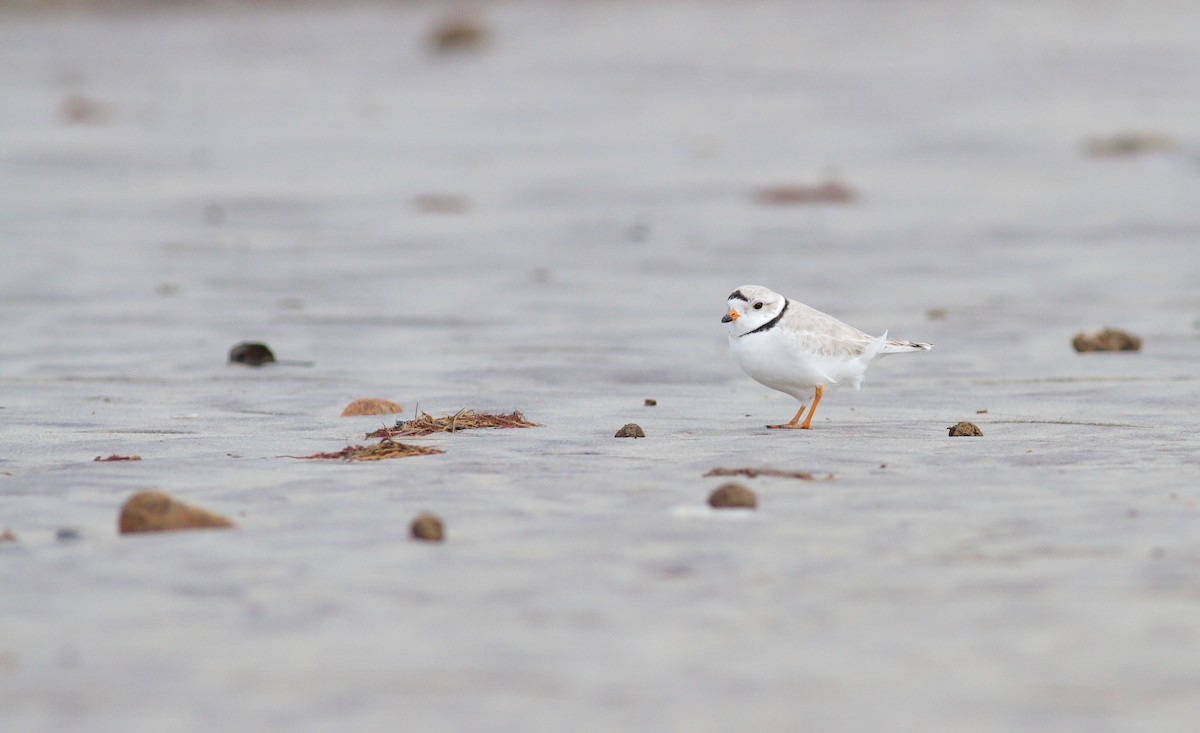 Piping Plover - ML221085551
