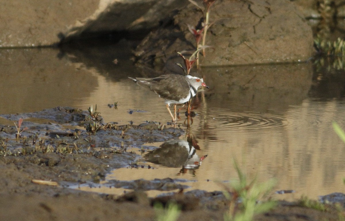 Three-banded Plover - ML22108831