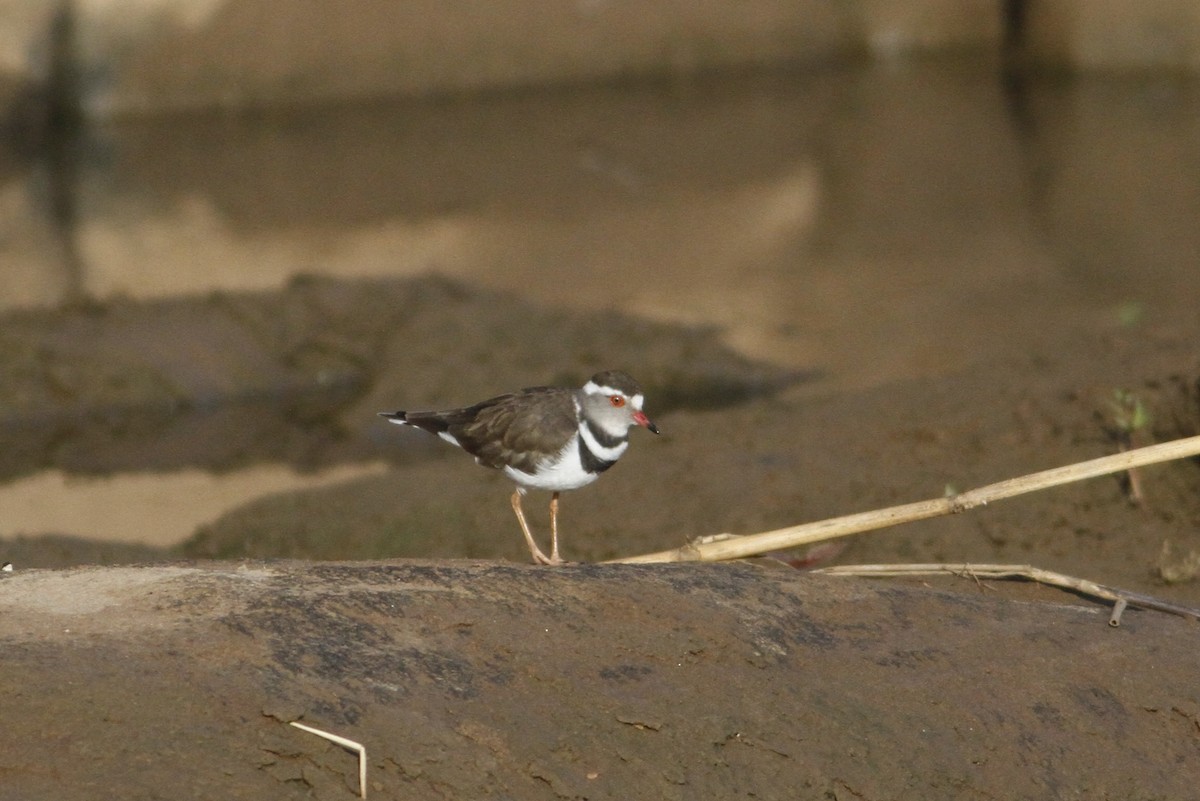 Three-banded Plover - ML22109001