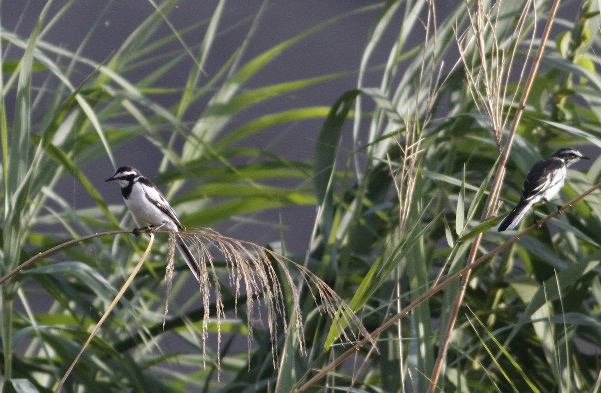 African Pied Wagtail - ML22109121