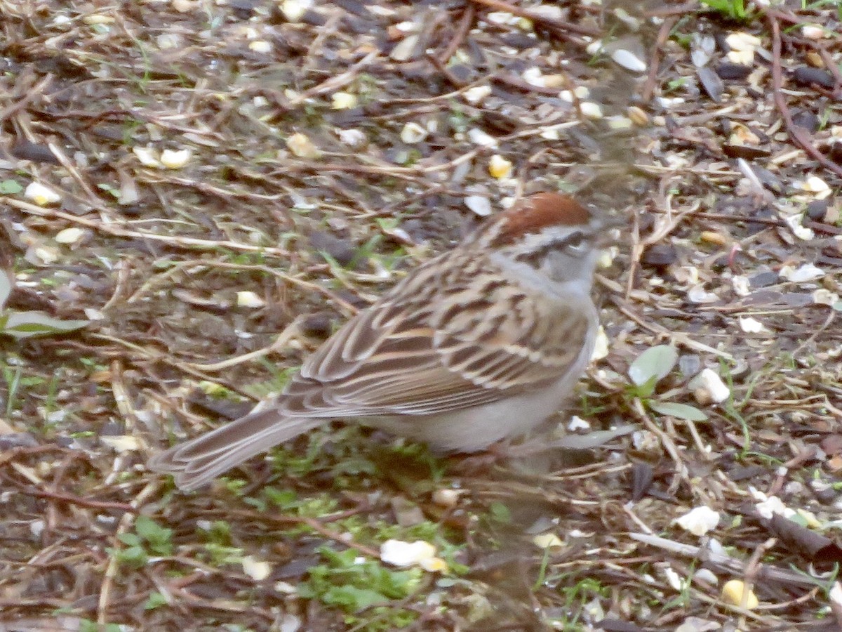 Chipping Sparrow - ML221091421