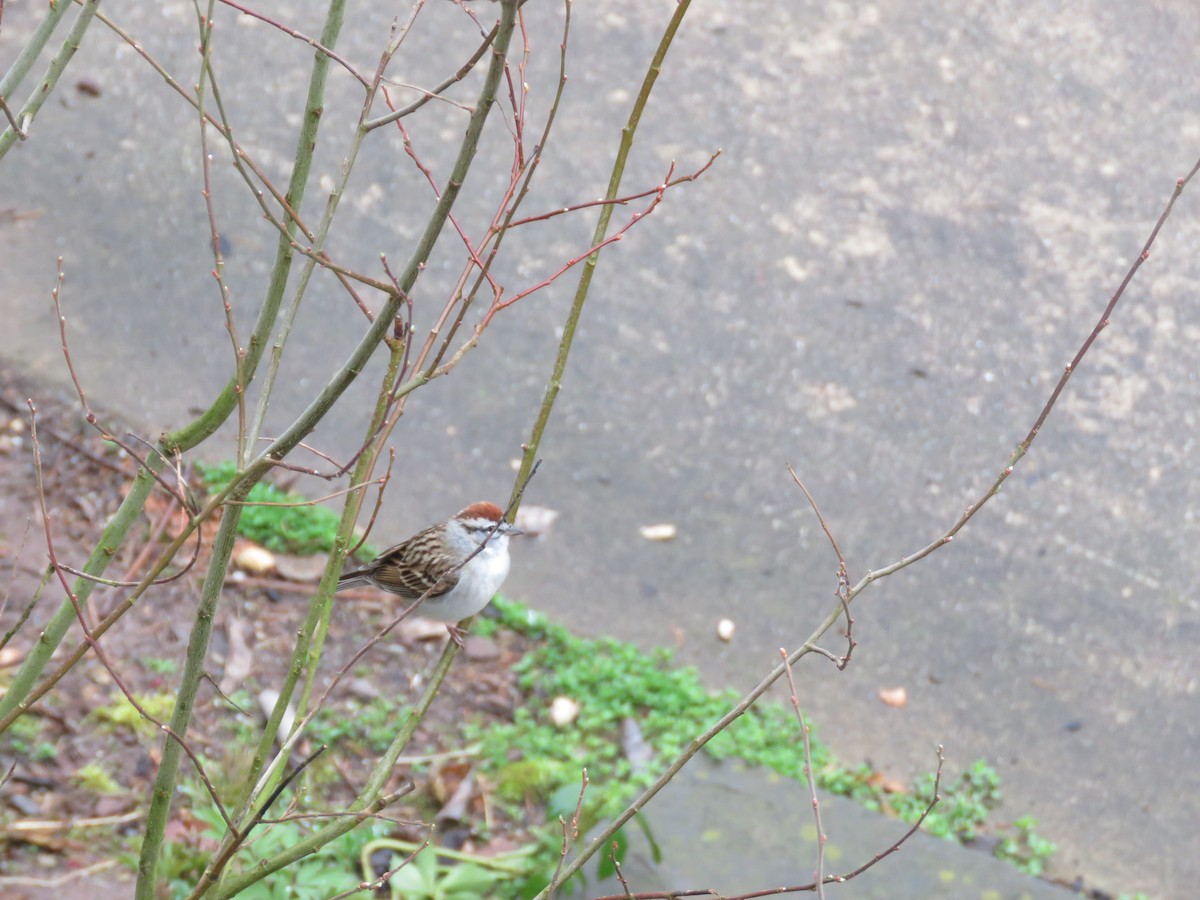 Chipping Sparrow - ML221091441