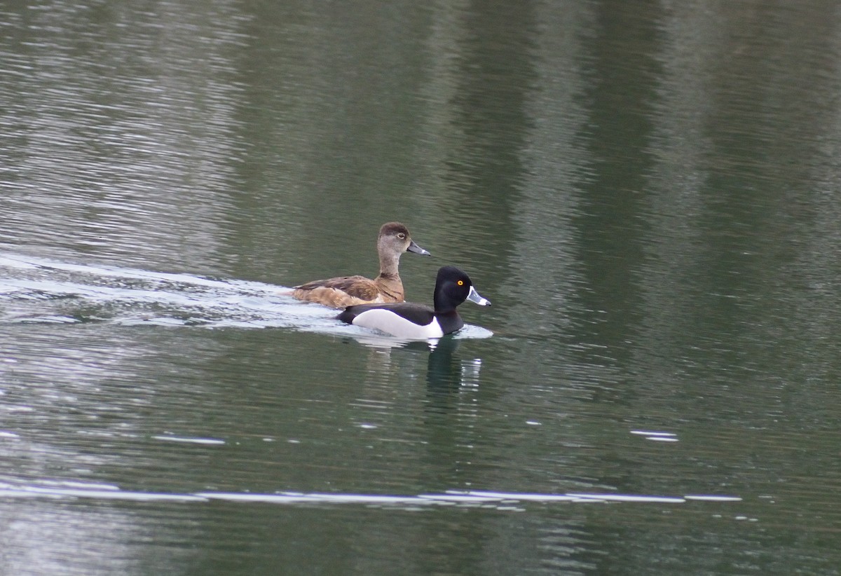 Ring-necked Duck - ML221093581