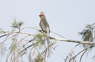 Red-faced Mousebird - Urocolius indicus - Birds of the World