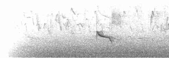 ケープメジロ（capensis グループ） - ML221100