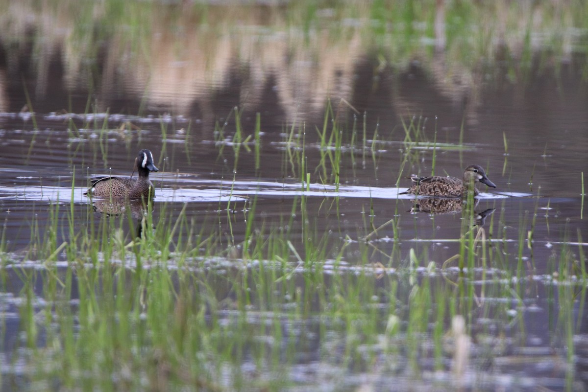 Blue-winged Teal - ML221106491