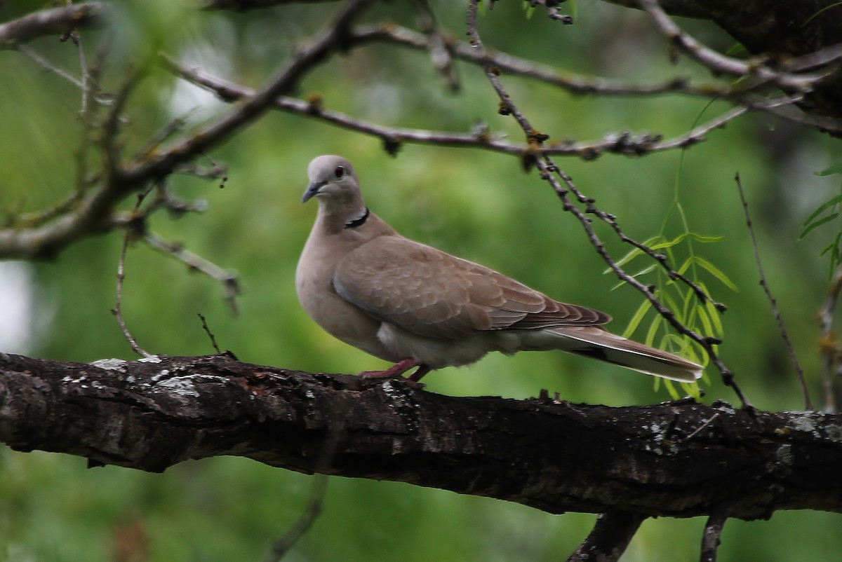 Eurasian Collared-Dove - Tripp Davenport