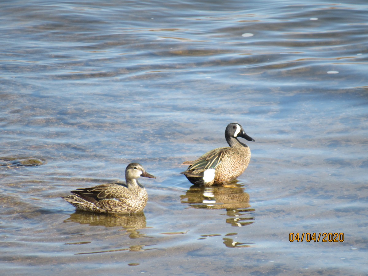 Blue-winged Teal - ML221107921