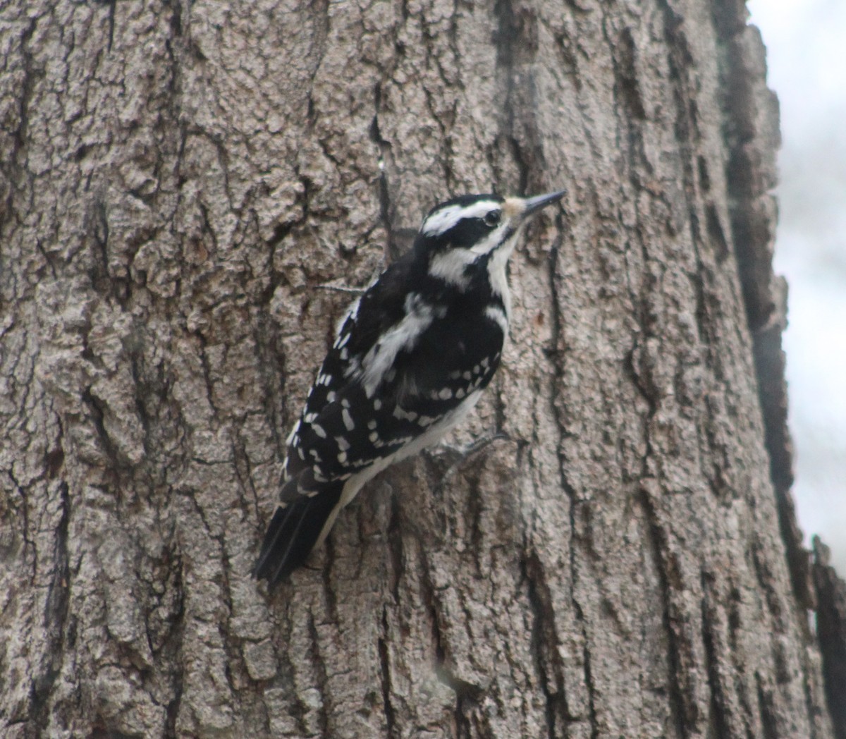 Hairy Woodpecker (Eastern) - ML221111761