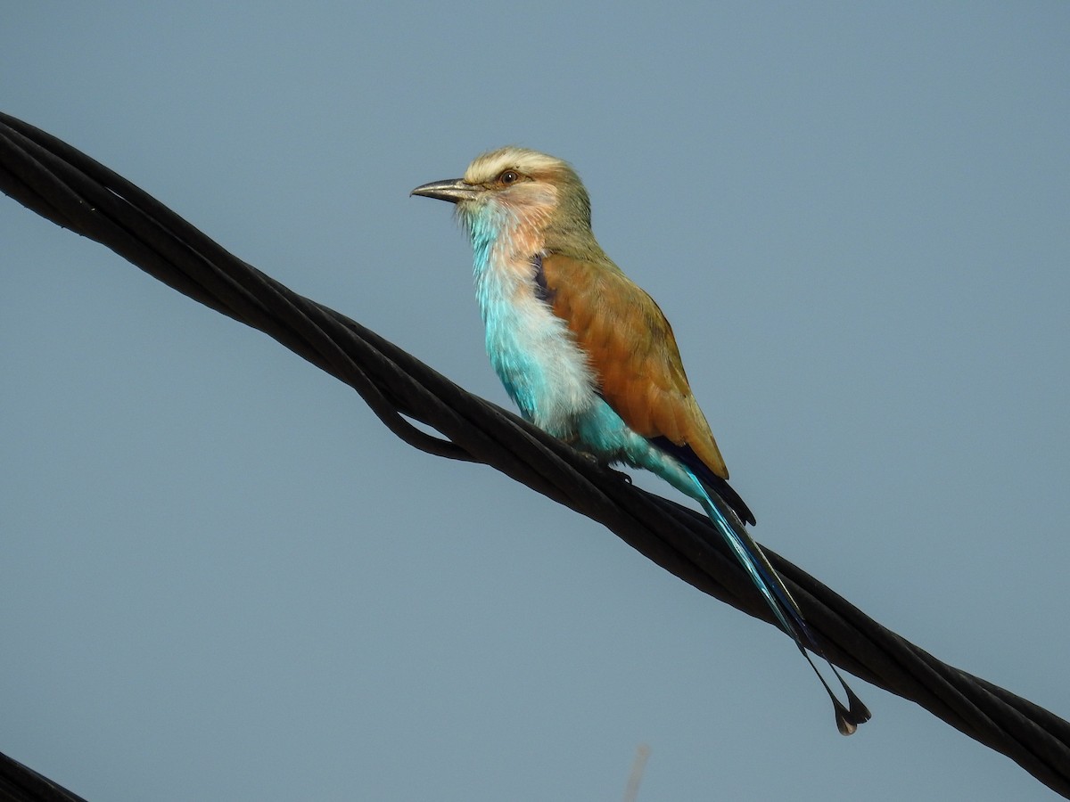 Racket-tailed Roller - ML221113831