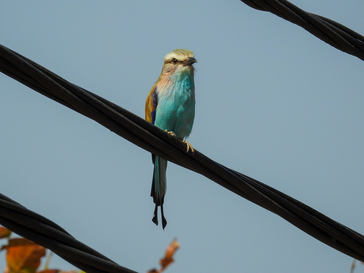 Racket-tailed Roller - ML221113841