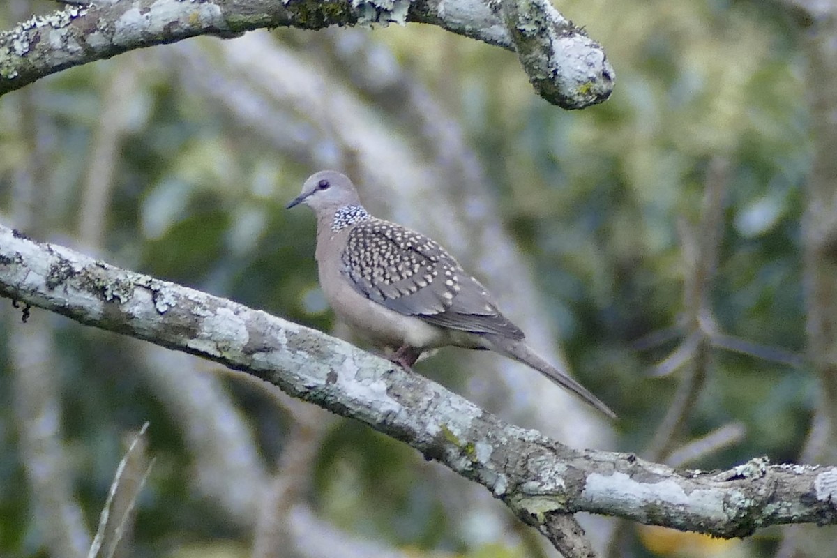 Spotted Dove - ML221120501