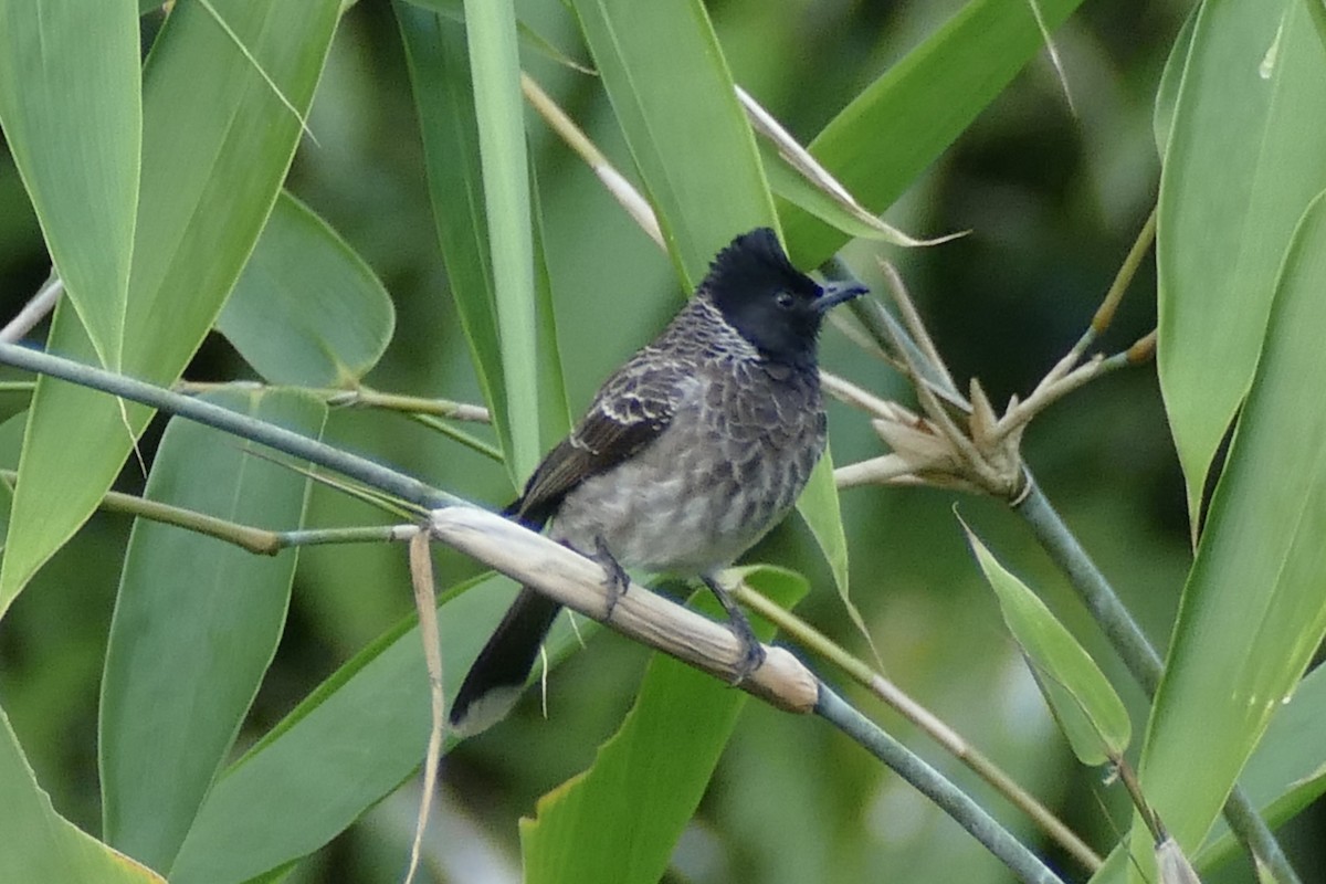 Red-vented Bulbul - ML221121071