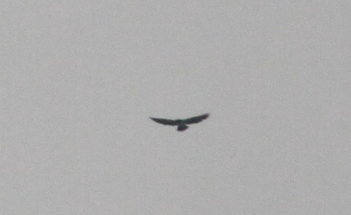 Short-tailed Hawk - ML22112451
