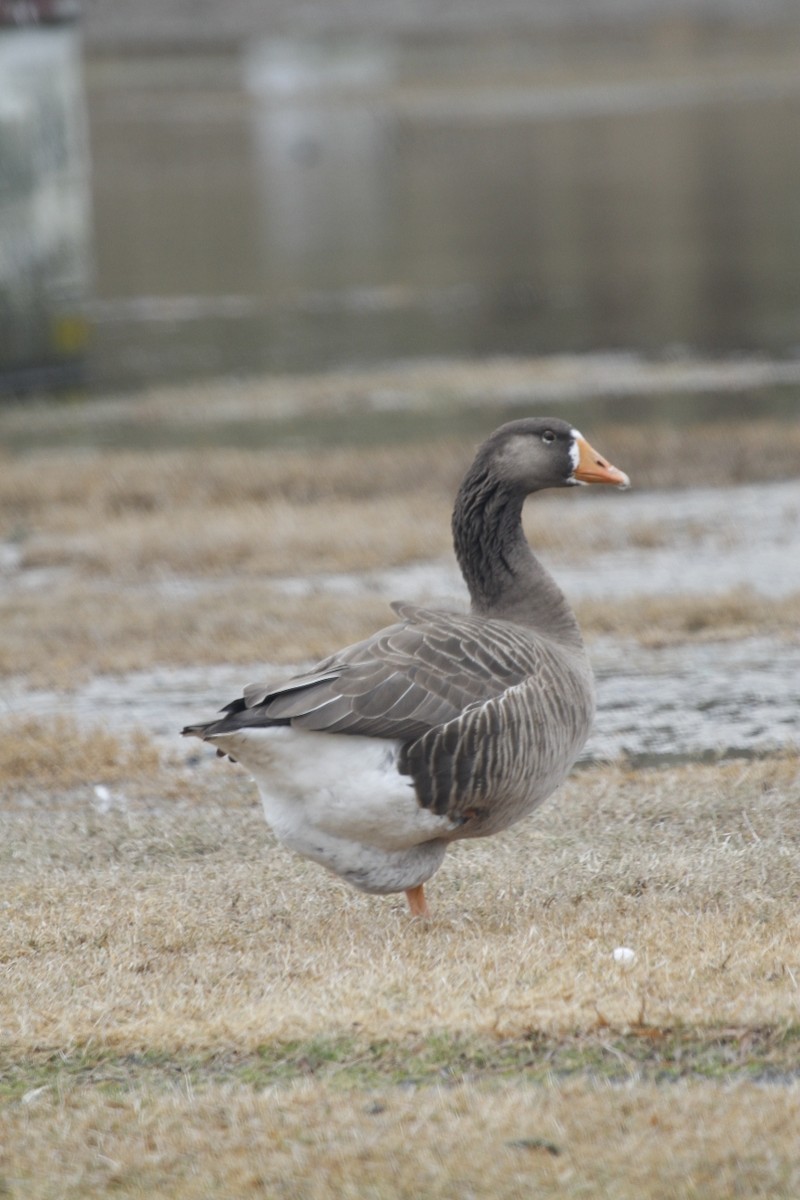 Graylag Goose (Domestic type) - ML221126041