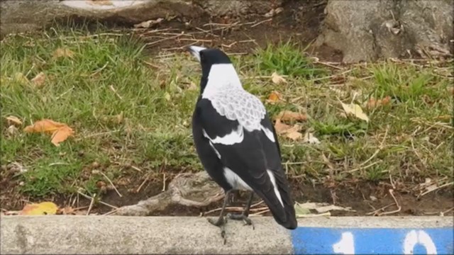 Australian Magpie (White-backed) - ML221129781