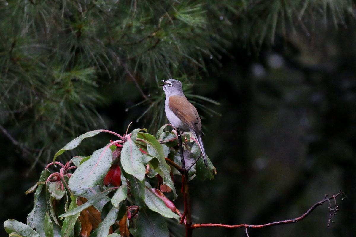 Brown-backed Solitaire - ML221130091