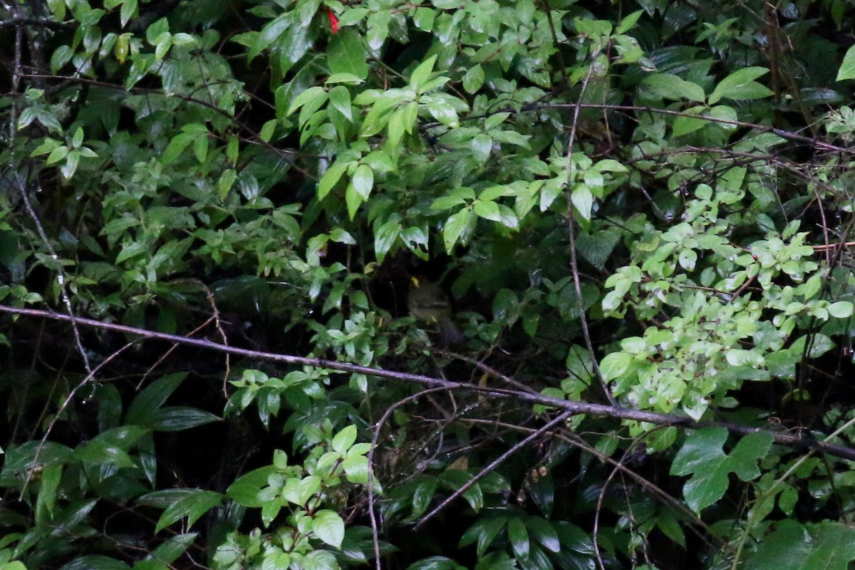 Golden-browed Warbler - ML221130481