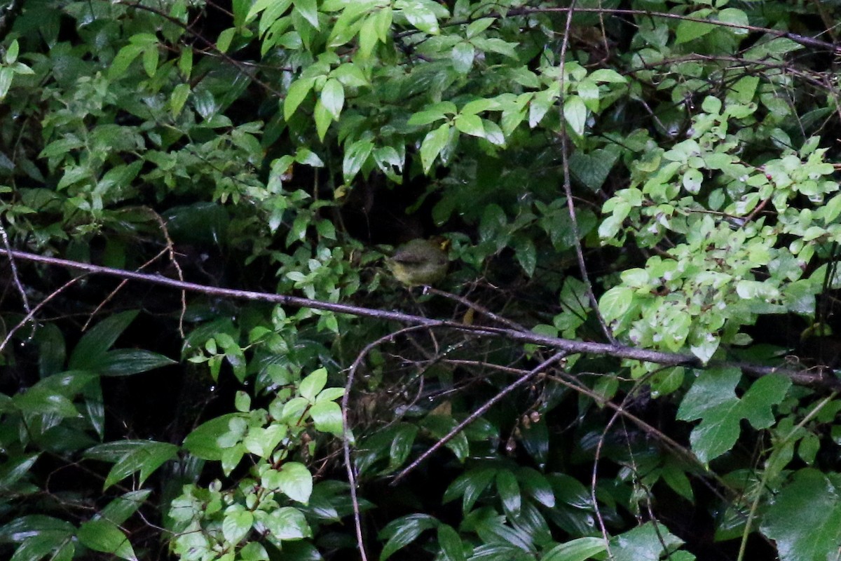 Golden-browed Warbler - Henry Burton