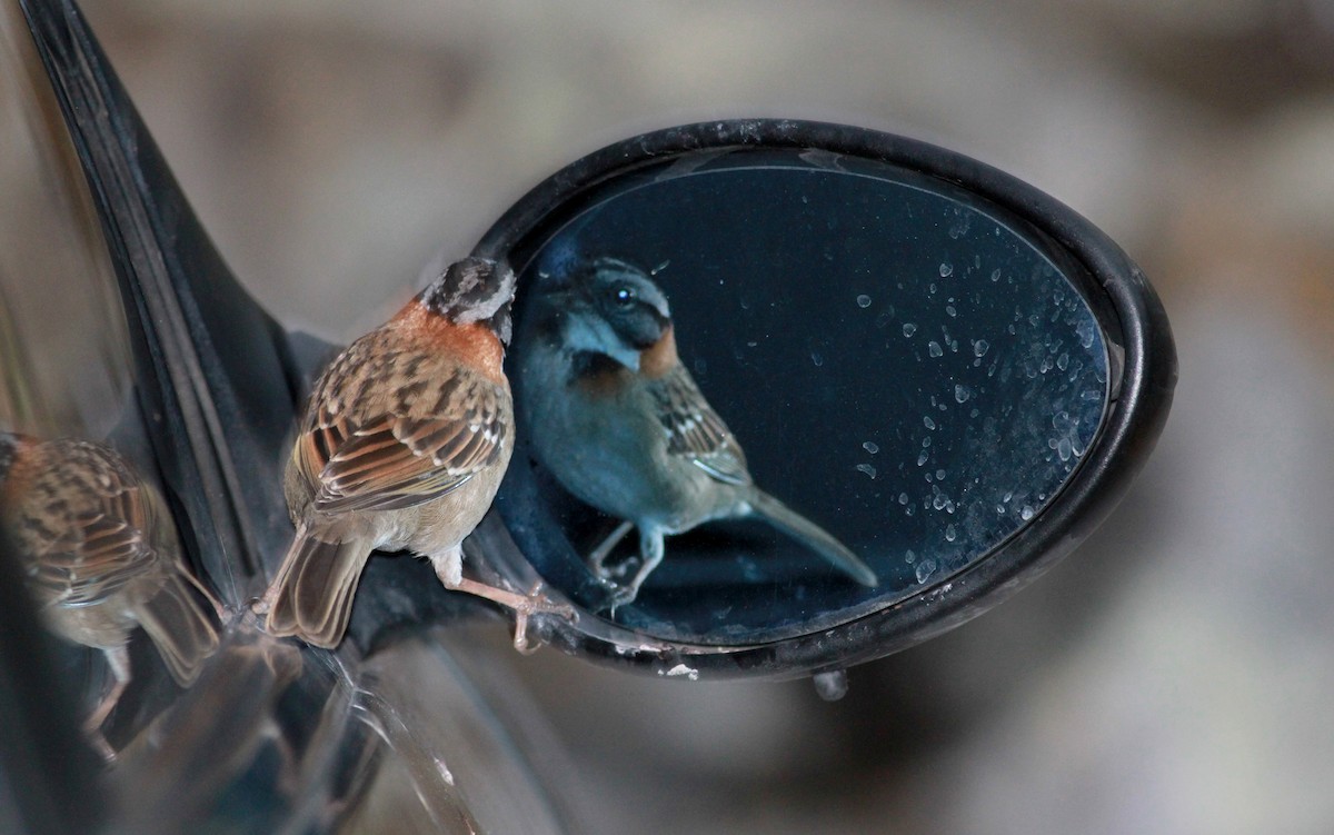 Rufous-collared Sparrow (Rufous-collared) - ML22113121