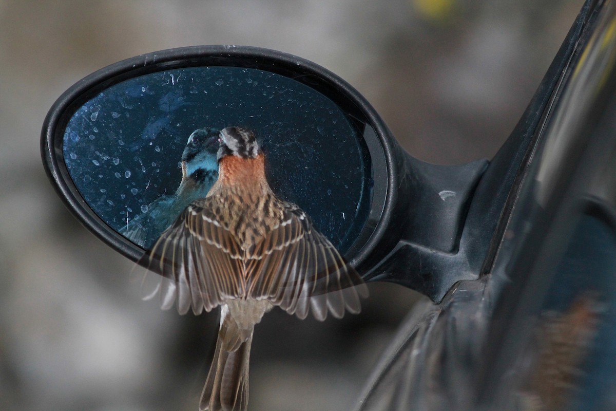 Rufous-collared Sparrow (Rufous-collared) - ML22113131