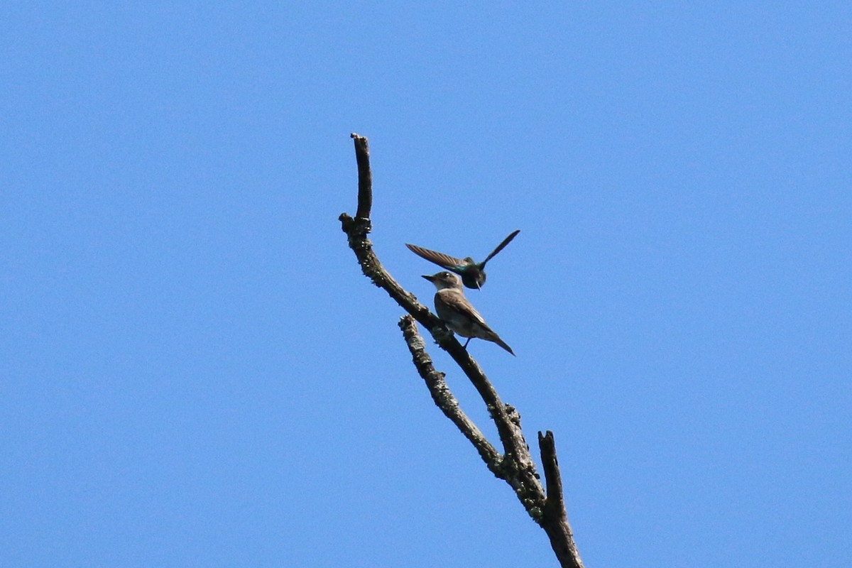 Rivoli's Hummingbird - ML221132521