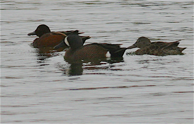 Blue-winged Teal - ML221135221