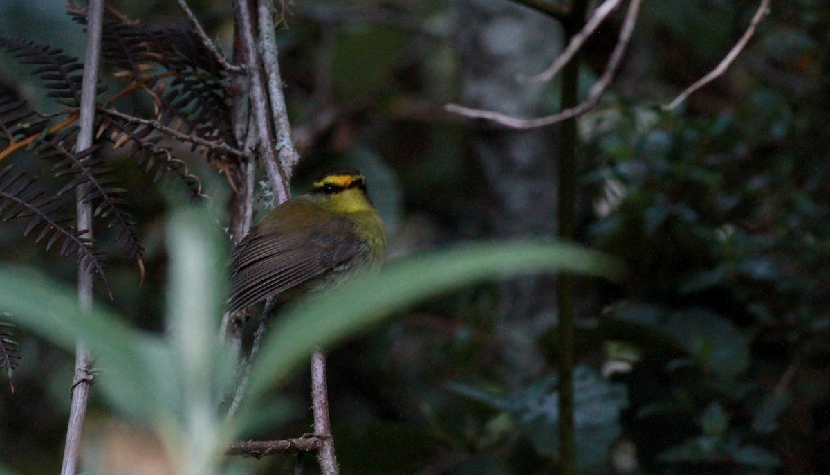Yellow-bellied Chat-Tyrant - ML22113621