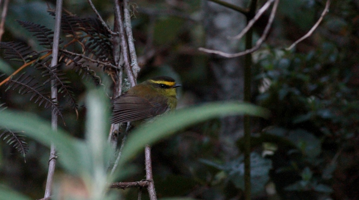 Yellow-bellied Chat-Tyrant - ML22113651