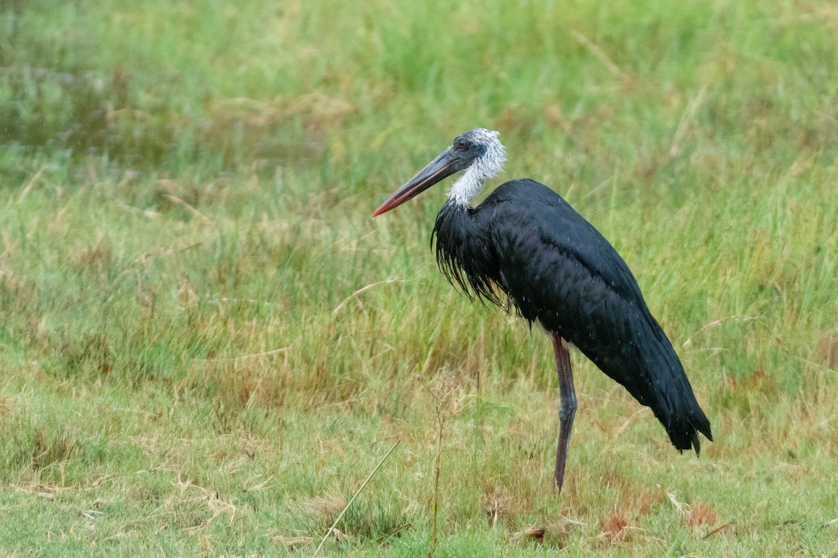 African Woolly-necked Stork - ML221142911