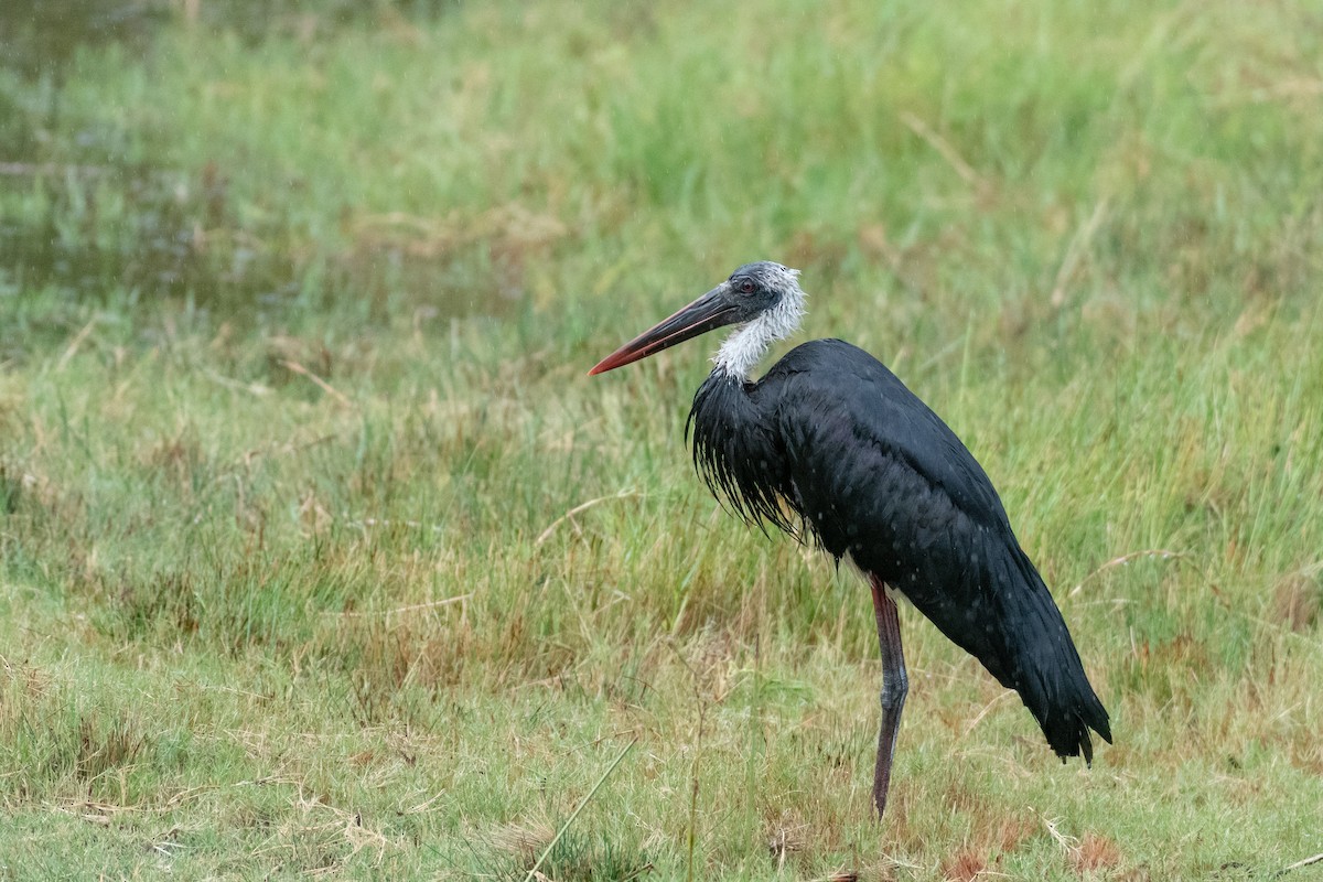 African Woolly-necked Stork - ML221142921