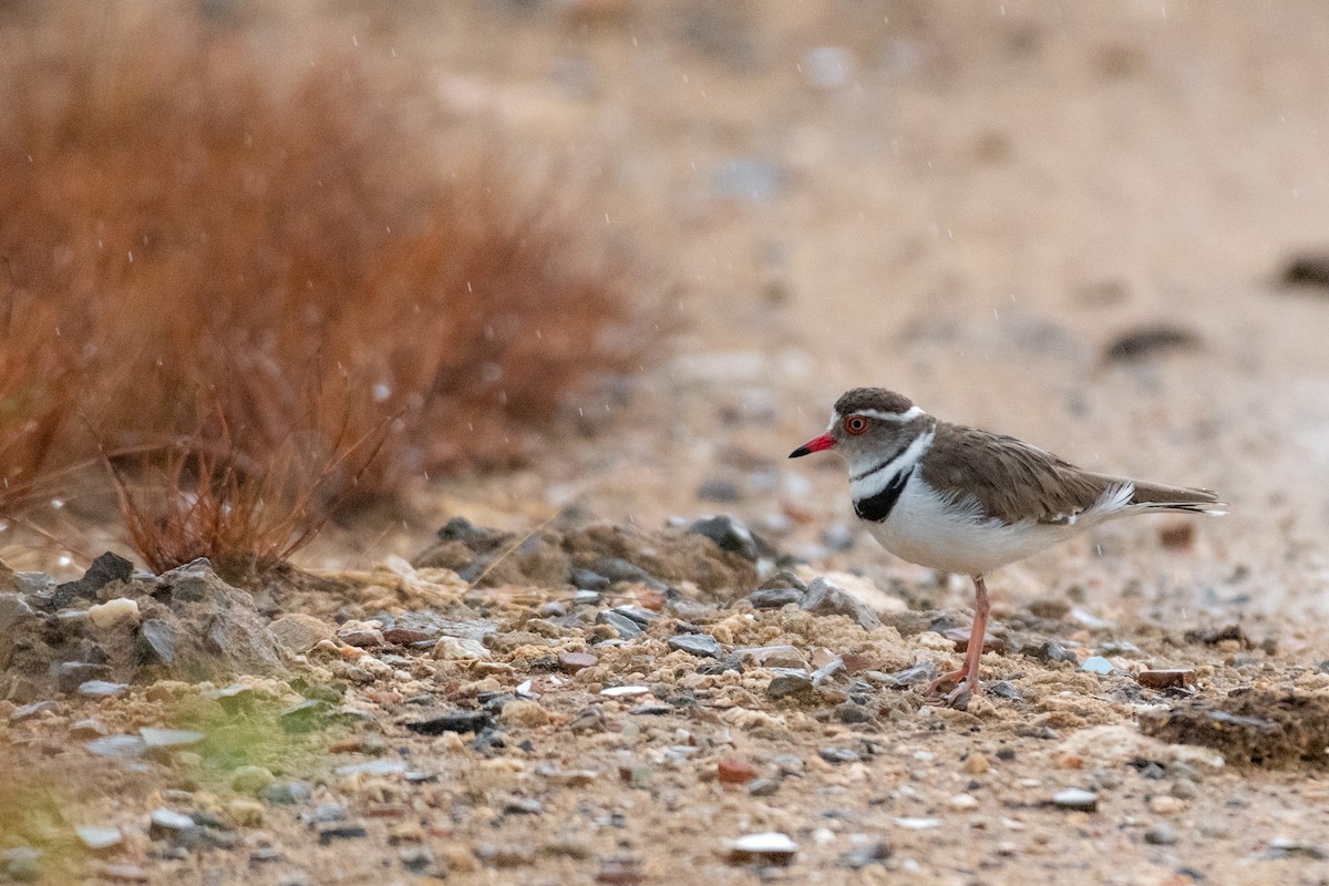 Three-banded Plover - ML221142931
