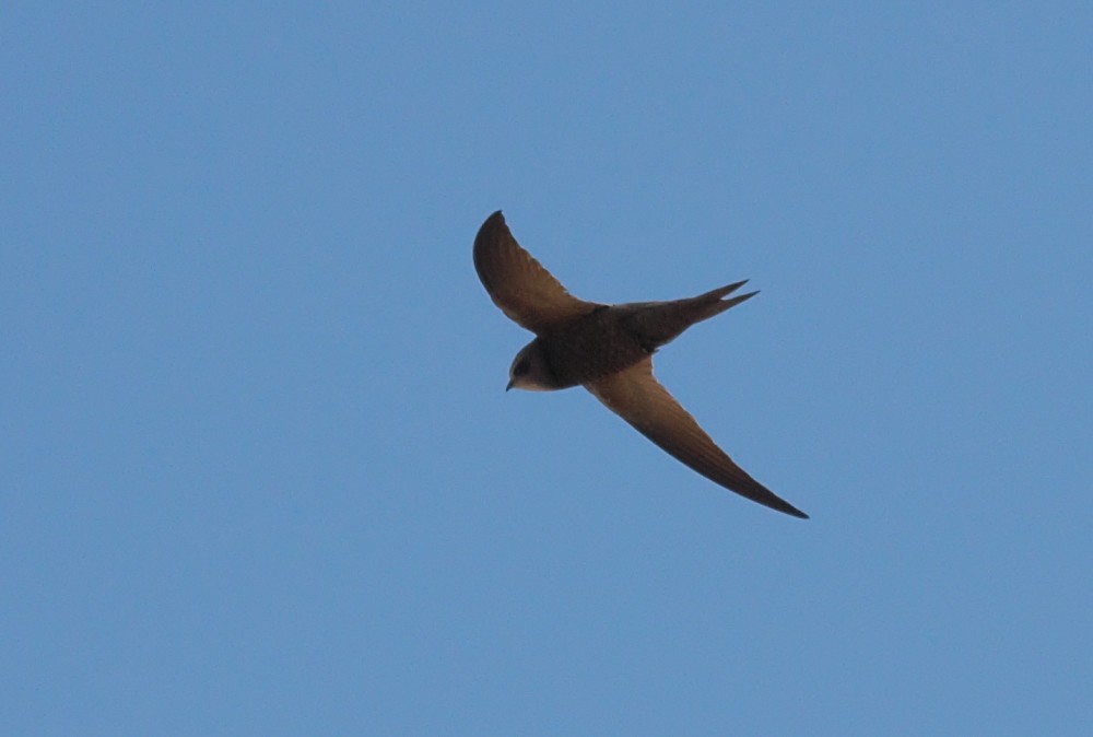 Common Swift - Graeme Risdon