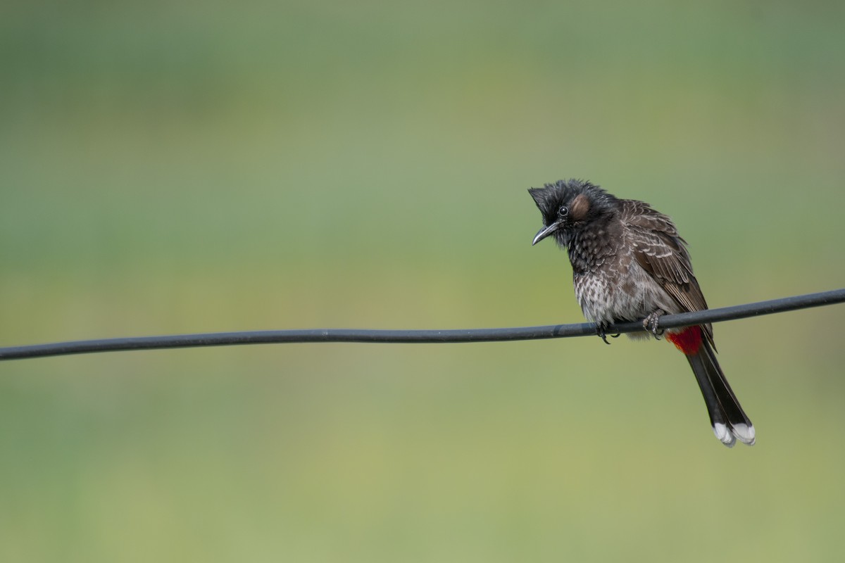 Red-vented Bulbul - ML221143911