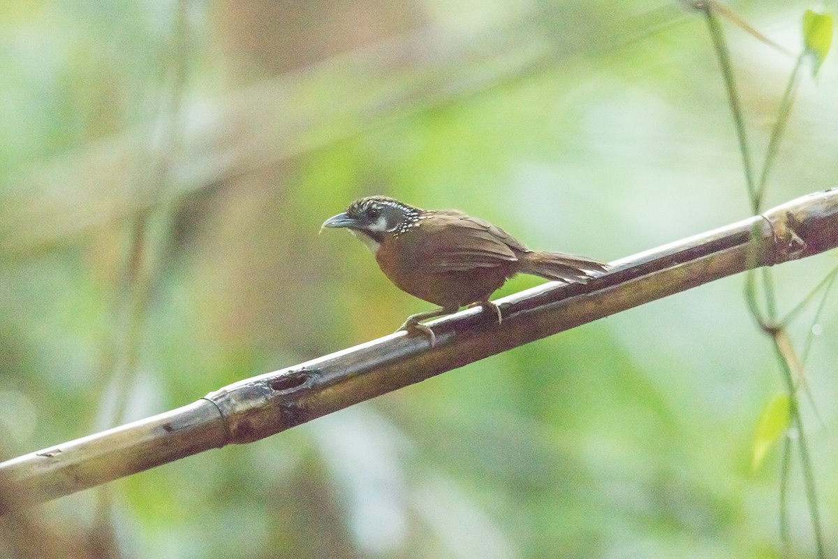 Spot-necked Babbler - Wich’yanan Limparungpatthanakij