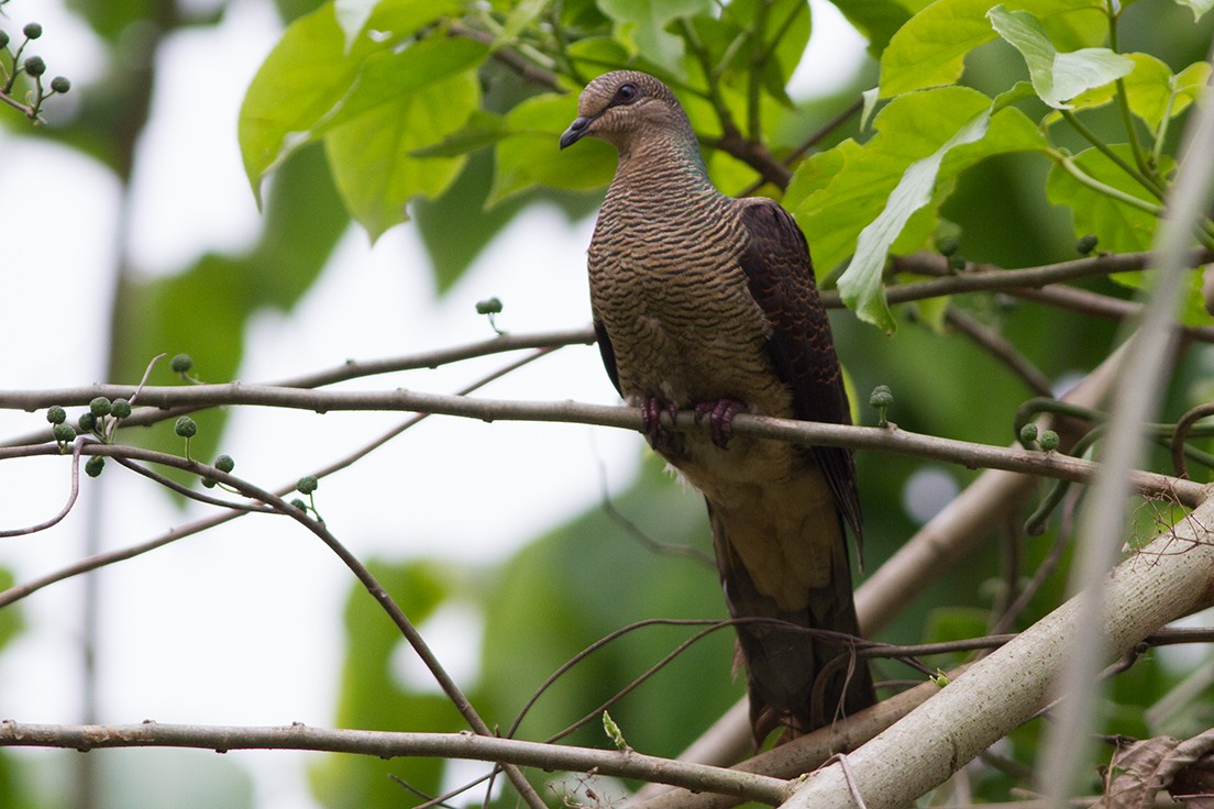 Barred Cuckoo-Dove - Dibyendu Ash