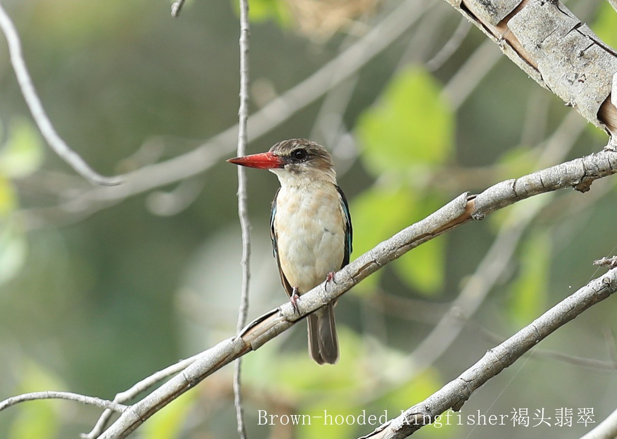 Brown-hooded Kingfisher - Qiang Zeng