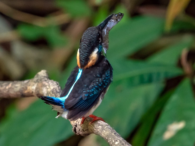 Blue-banded Kingfisher - Pattaraporn Vangtal