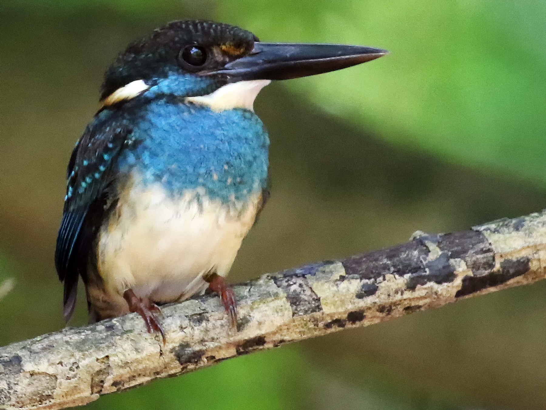 Blue-banded Kingfisher - Joelle Buffa Clyde Morris