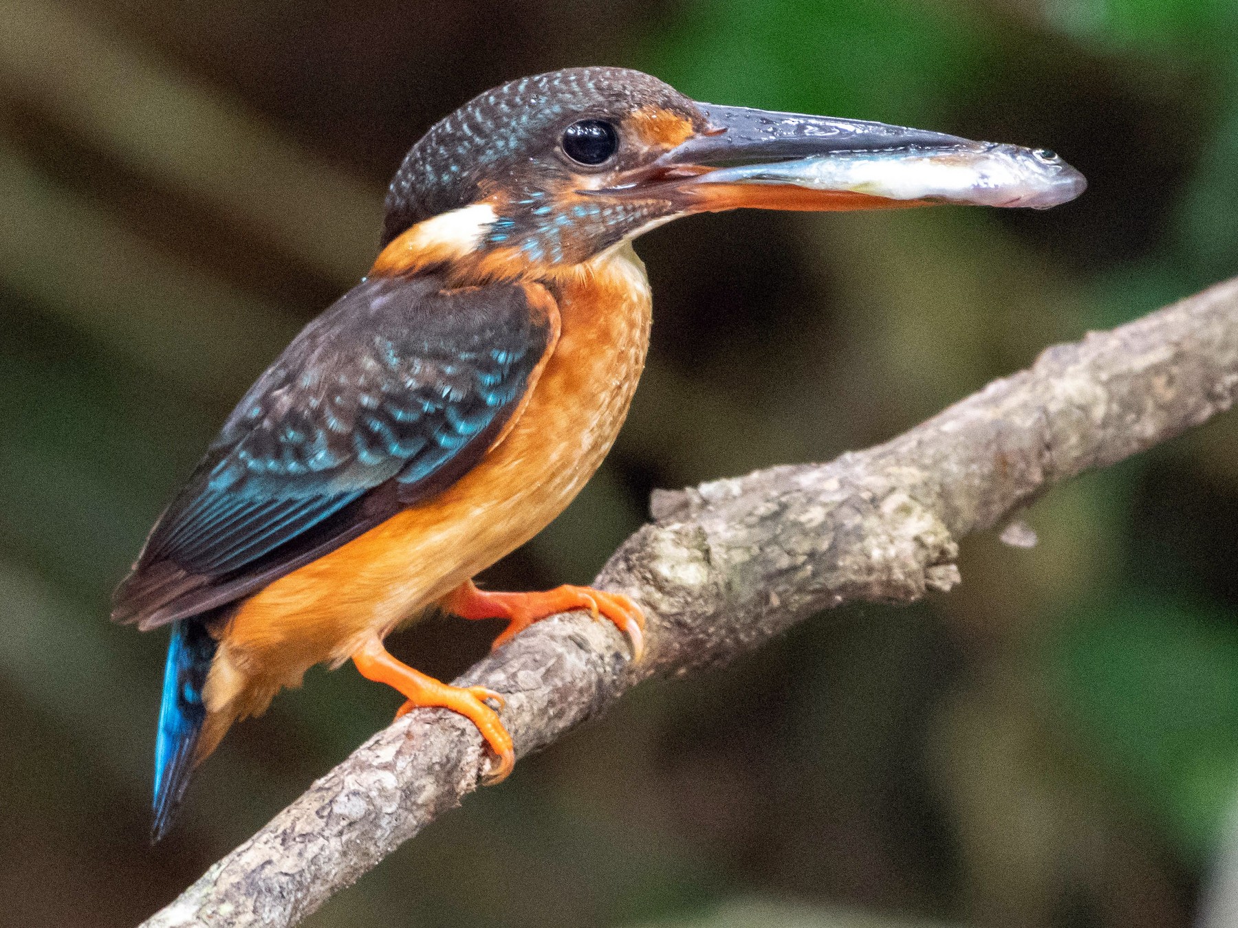 Blue-banded Kingfisher - Andaman Kaosung