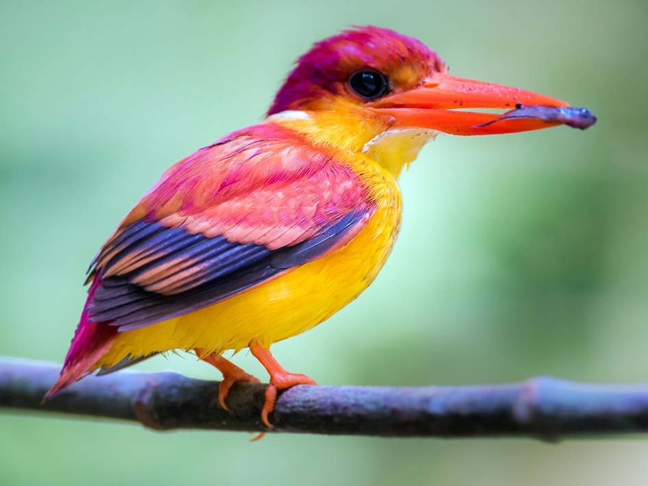 Rufous-backed Dwarf-Kingfisher - Leslie Loh
