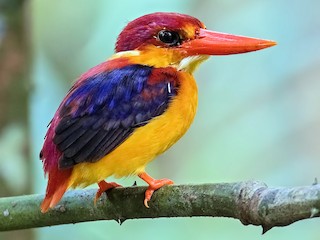 - Rufous-backed Dwarf-Kingfisher