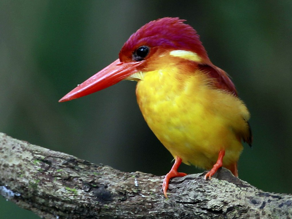 Rufous-backed Dwarf-Kingfisher - Carmelo López Abad