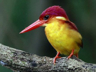 ミミセ セアカミツユビカワセミ - eBird