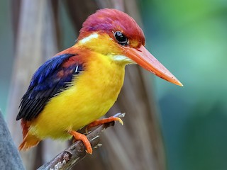  - Rufous-backed Dwarf-Kingfisher