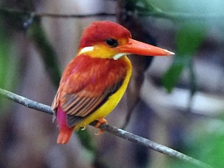  - Rufous-backed Dwarf-Kingfisher