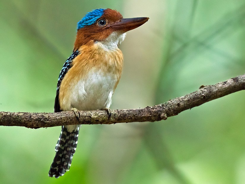 Banded Kingfisher - Lars Petersson